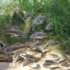 Corydoras bronze