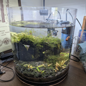 Aquarium cylindrique 17litres stabilisé, pour neocaridina