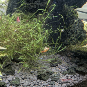 Aquarium cylindrique 17litres stabilisé, pour neocaridina