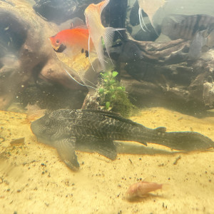 Vend pleco commun