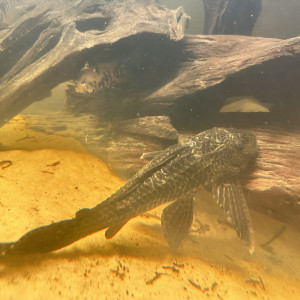 Vend pleco commun