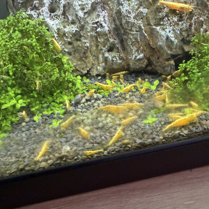 Neocaridina jaune