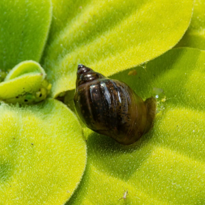 Donne escargots d'aquarium déclassé