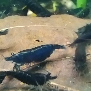 Neocaridina Davidi Blue Velvet
