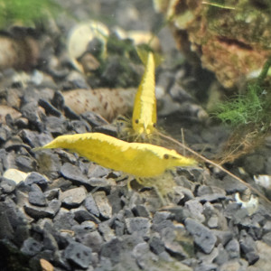 Crevettes yellow néon selectionnées