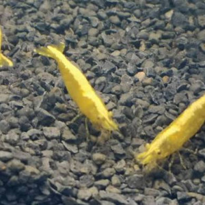 Crevettes yellow néon selectionnées