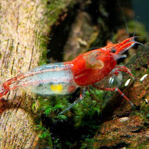 Crevettes Rili Red souche Kohaku