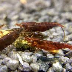 Crevettes Chocolat