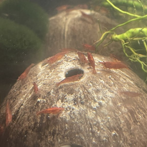 Crevettes red cherry / Bloody Mary