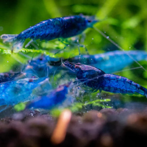 Crevette Blue Velvet