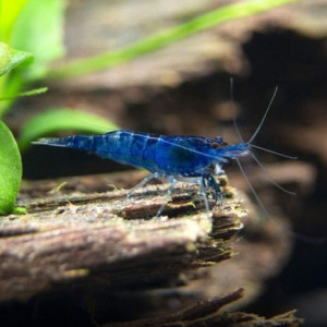 Crevette Blue Velvet