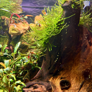 Mousse de Java pour aquarium (Crevettes / Alevins)