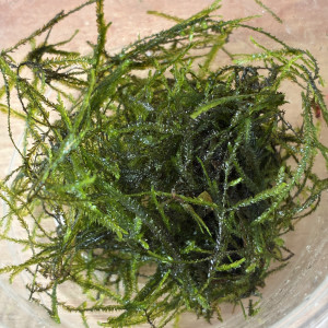 Mousse de Java pour aquarium (Crevettes / Alevins)
