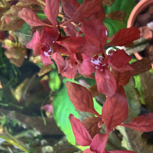 Ludwigia mini  « Super Red »(Plante aquarium rouge intense)