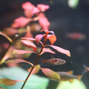 Lot Ludwigia mini  « Super Red »(Plante aquarium rouge intense)