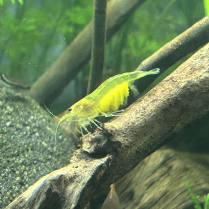 Crevettes Japonica Yellow