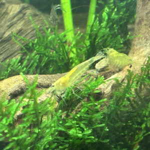 Crevettes Japonica Yellow