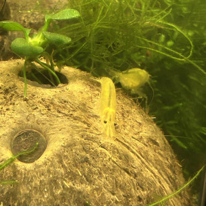 Crevettes Japonica Yellow