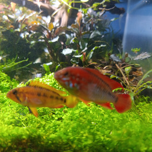 Couple apistogramma vieijita