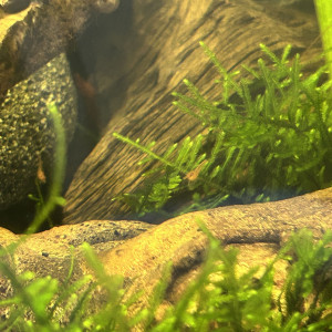 Red Cherry déclassées – Neocaridina