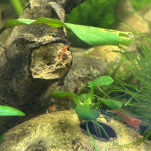 Red Cherry déclassées – Neocaridina