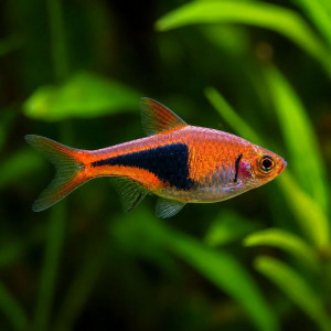 Don de poisson