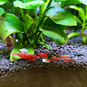 Neocaridina Fire Red juvéniles