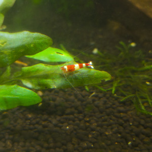 Crevettes