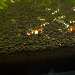 Crevettes