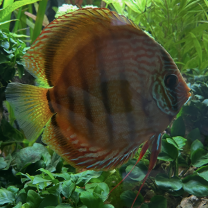 Discus galaxie
