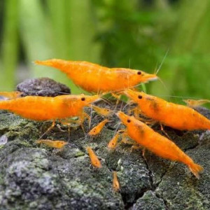 Neocaridina orange sunkist  sur Nice et envoie