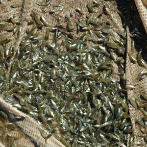 Gambusie ou gambusia poisson anti-moustique