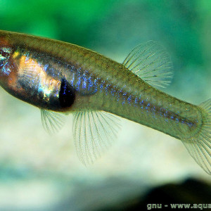 Gambusia Holbrooki