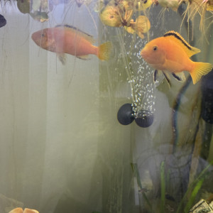 Labidochromis caeruleus