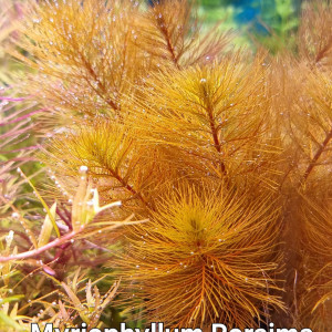 Plantes aquatiques