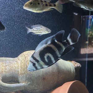 Heterotilapia buttikoferi