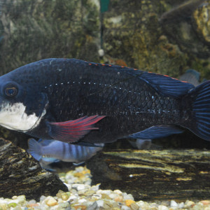 Oreochromis Mossambicus