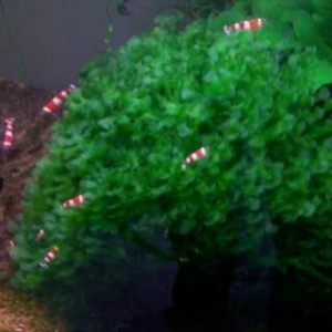 Mousse Varech d'eau / Lomariopsis Lineata/ Plante Aquarium