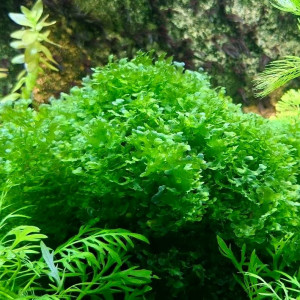 Mousse Varech d'eau / Lomariopsis Lineata/ Plante Aquarium