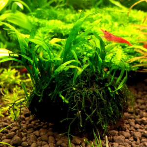 Lot de 3 pieds / Petite plante Microsorum Pteropus pour aquarium