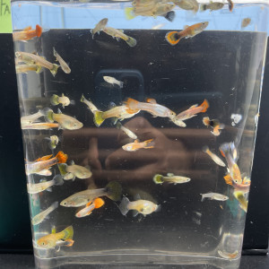 Lots de poissons Guppys (adultes et alevins) – Idéal débutant