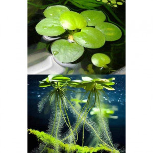 Lot de Limnobium laevigatum/Plantes de surface/ grenouillettes pour aquarium