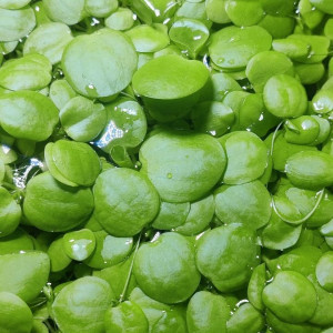 Lot de Limnobium laevigatum/Plantes de surface/ grenouillettes pour aquarium
