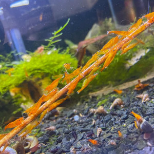 CREVETTE SAKURA ORANGE