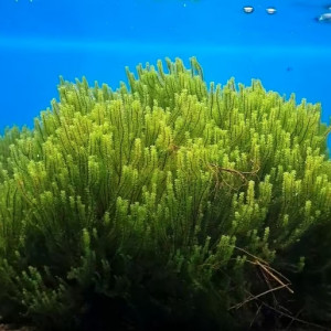 Plante aquarium / Mousse Rare Moss