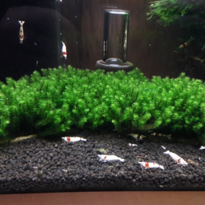 Plante aquarium / Mousse Rare Moss