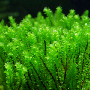 Plante aquarium / Mousse Rare Moss