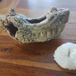 Décors avec épave de bateau pour aquarium / crevettes / poissons