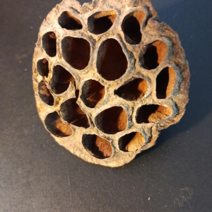 Cosse de Lotus et amphore pour aquarium / Crevettes