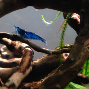 Crevettes Néocaridinas variées issues de plusieurs souches